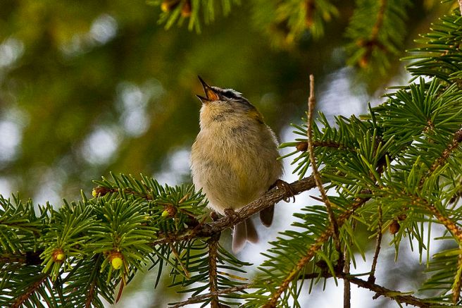 Bird in Pine Tree